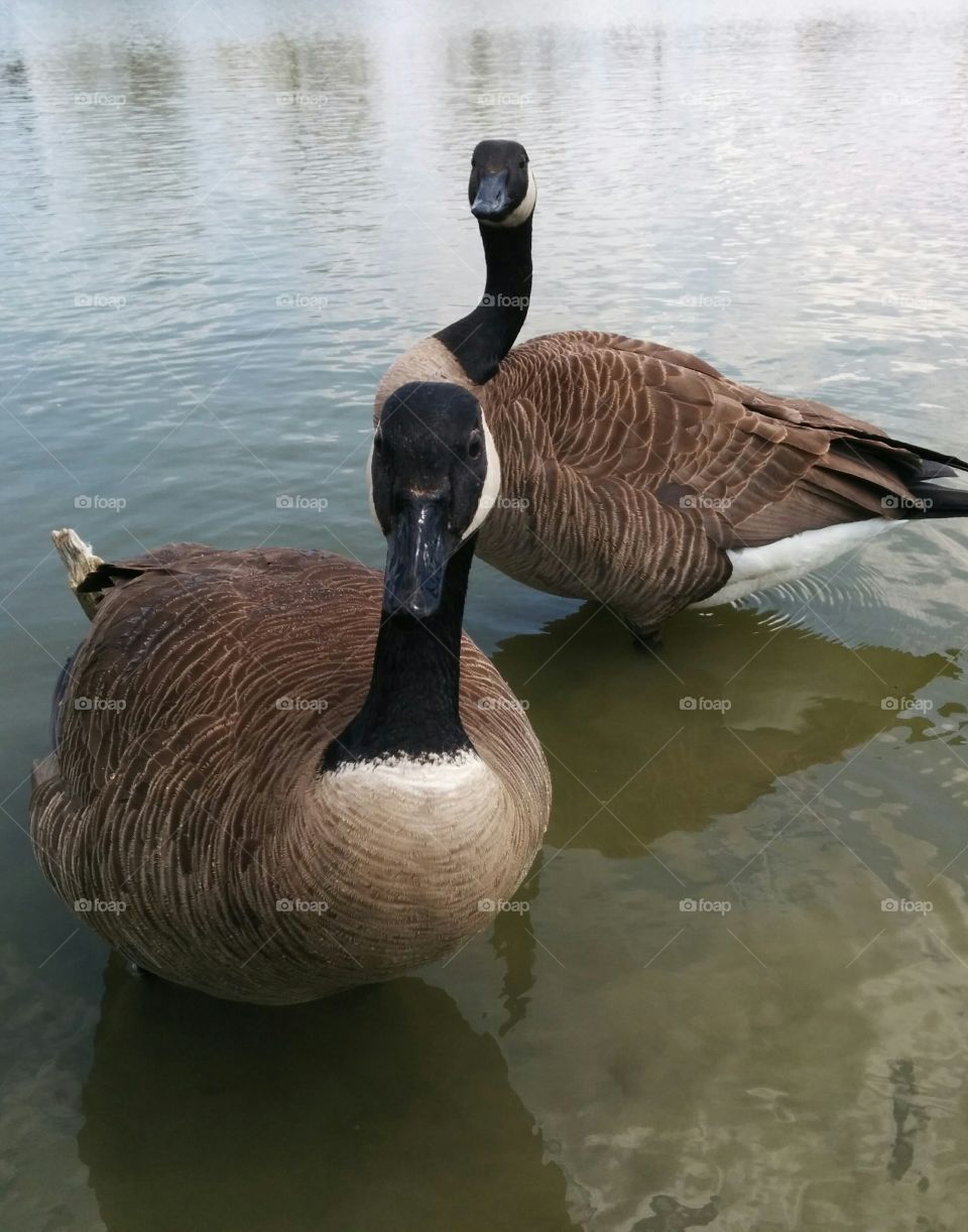 Staring geese . Canadian geese staring at camera