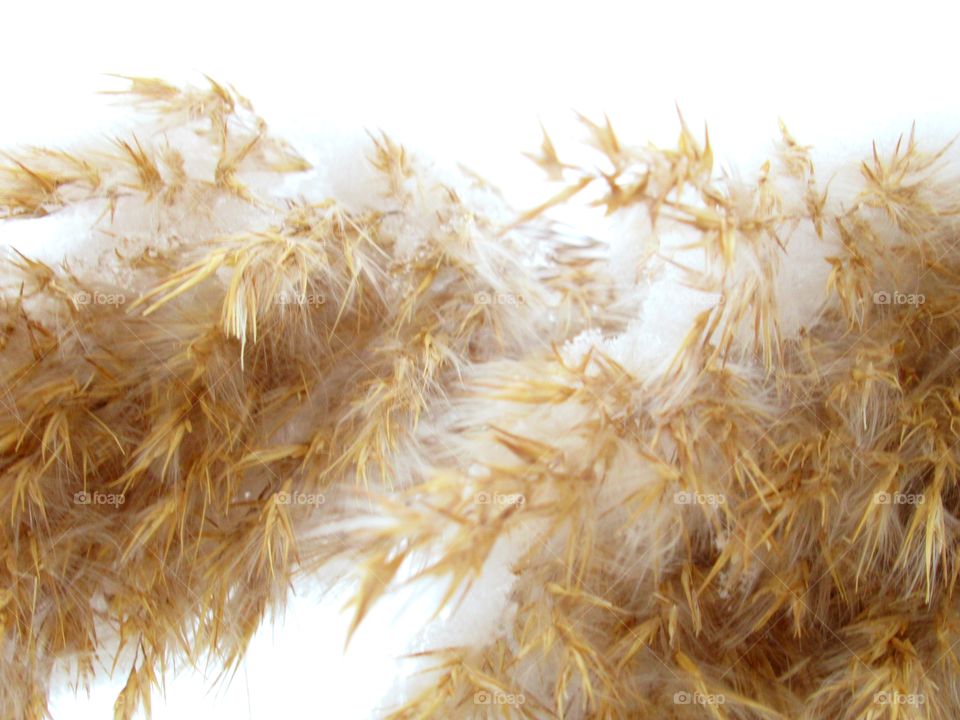 first snow and first frost