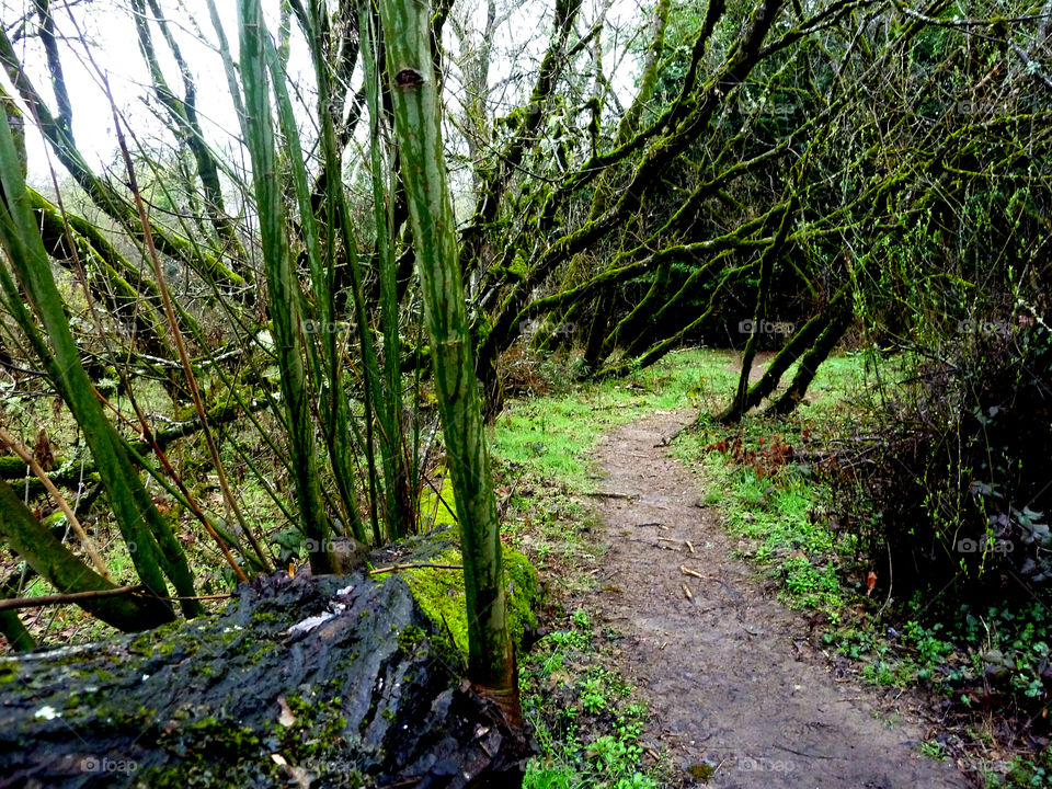 Mystery Path. During a drizzly day hike in Henry Cowell State Park, California