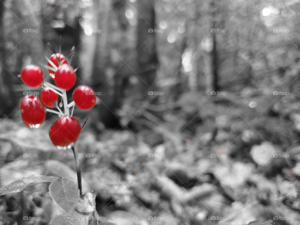 Colour red.
Forest scene: Canada mayflower.