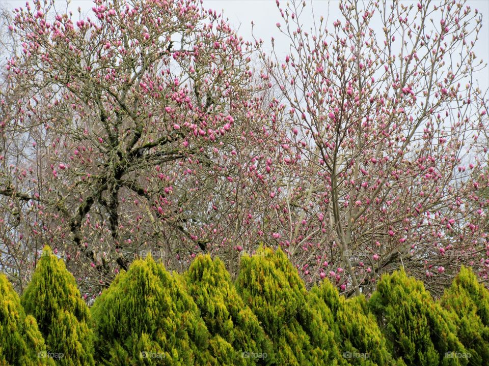 spring trees