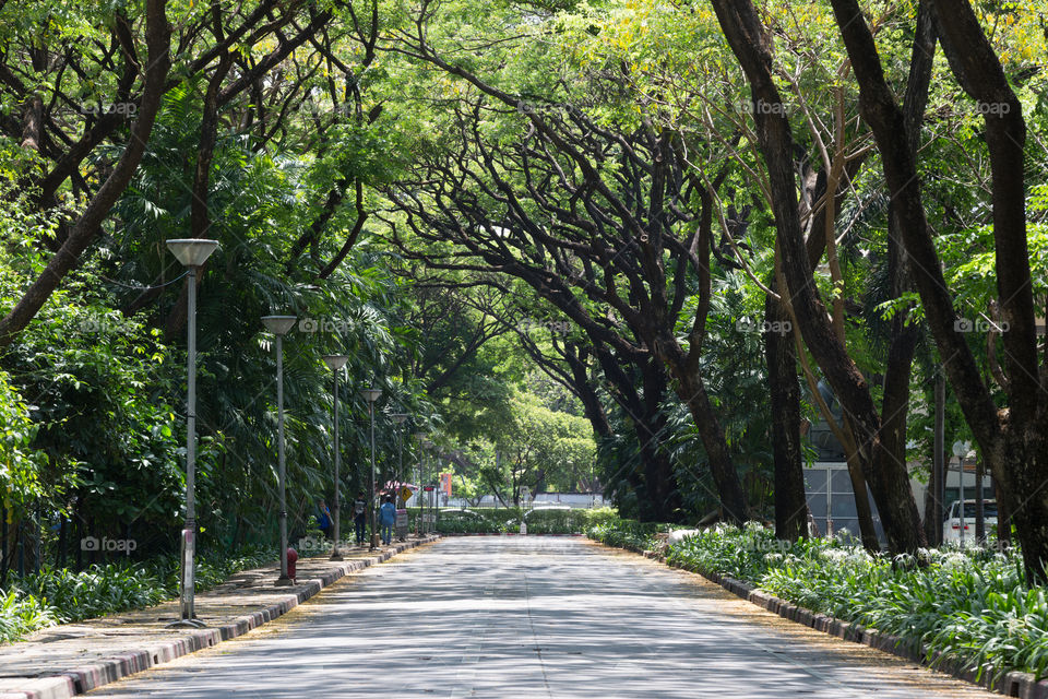 Tunnel from the tree cover the road