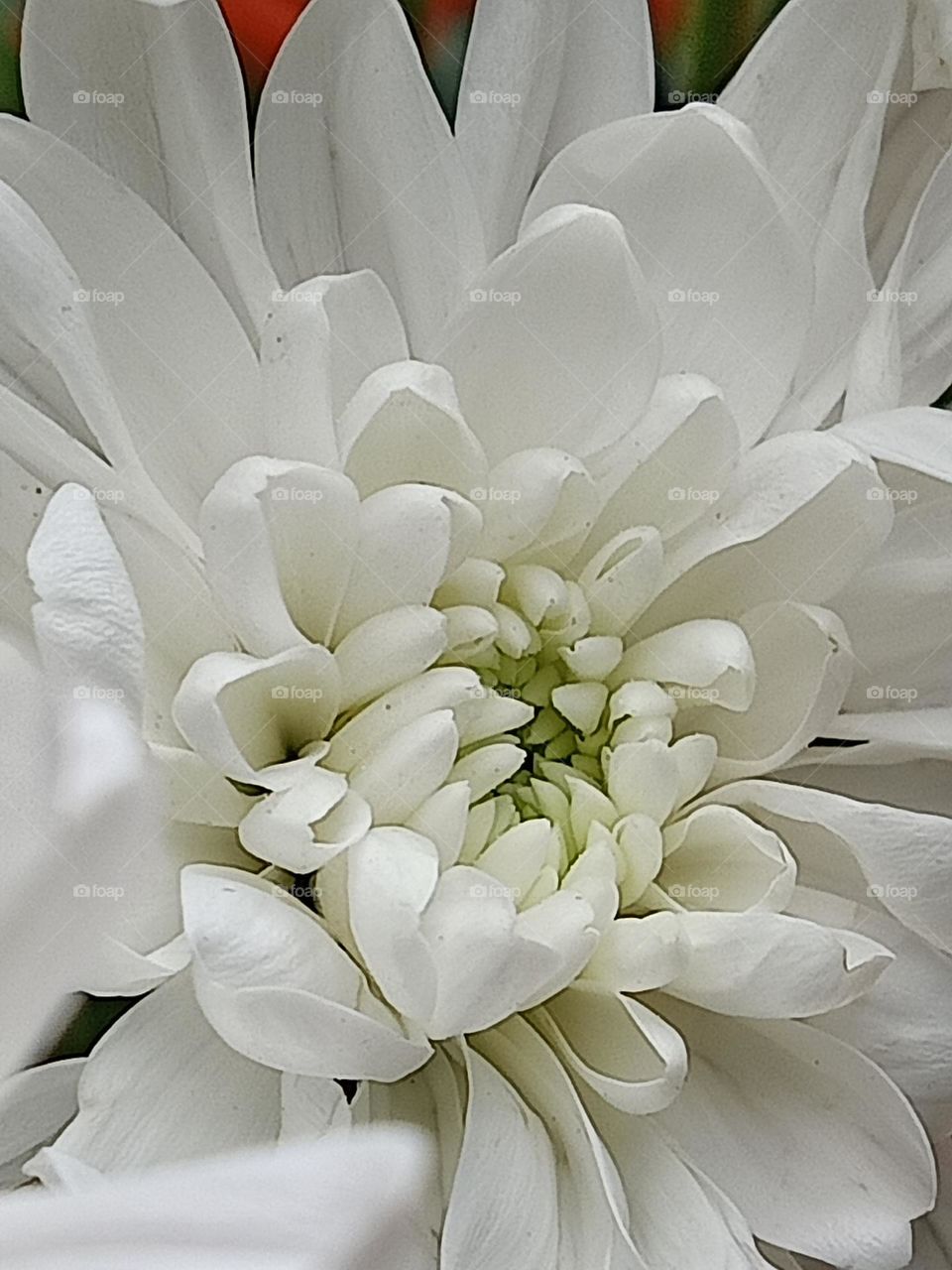 Chrysant flower