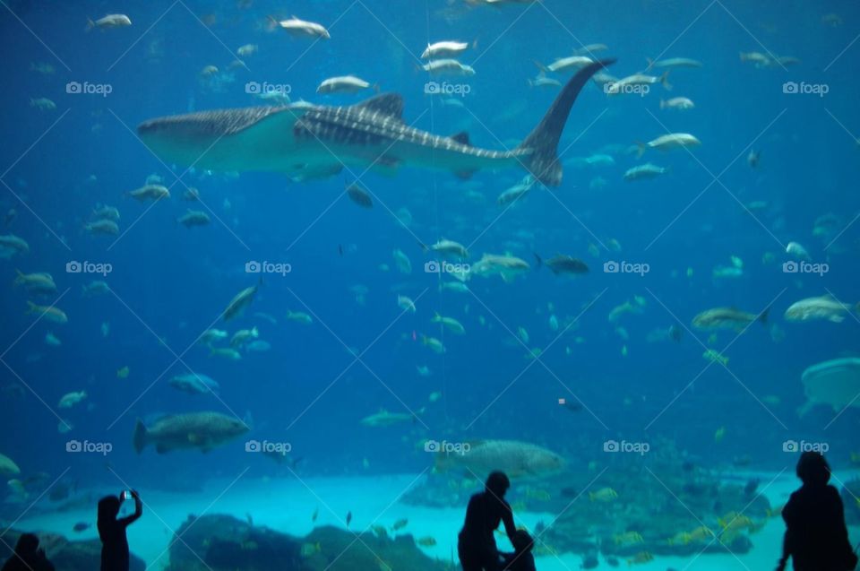 Aquarium