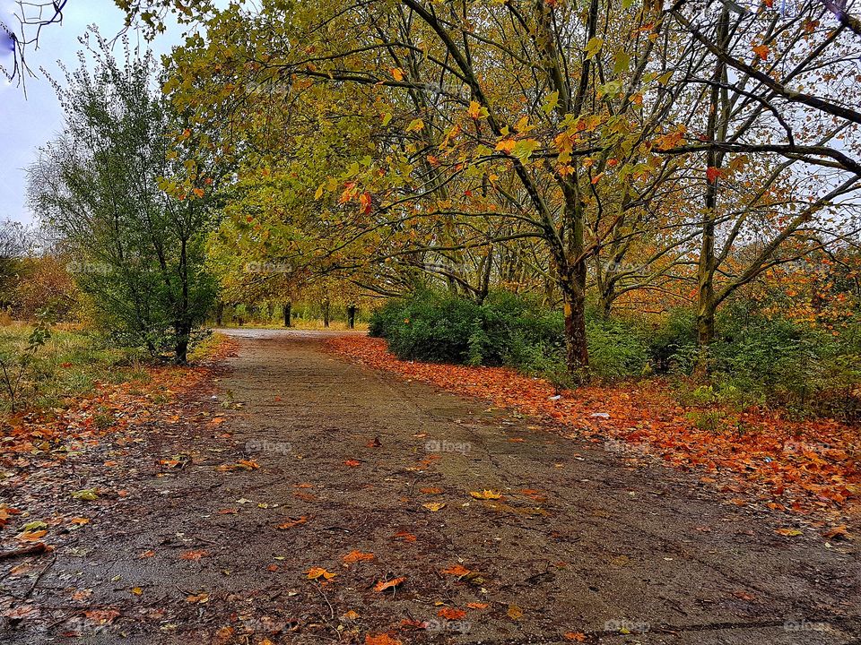 IOR Park in Autumn.