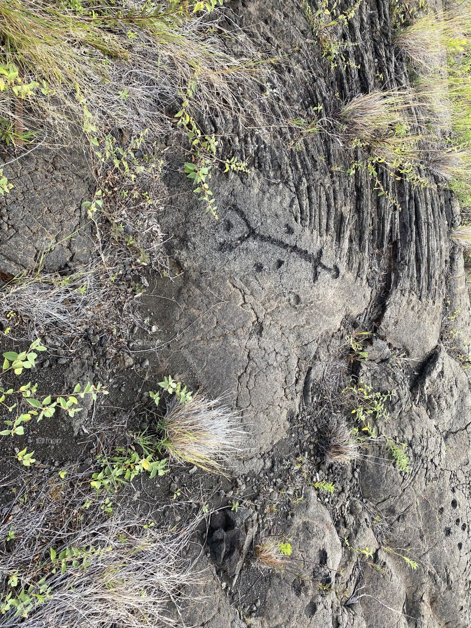 Petroglyphs Hidden in Solid Lava Hawaii
