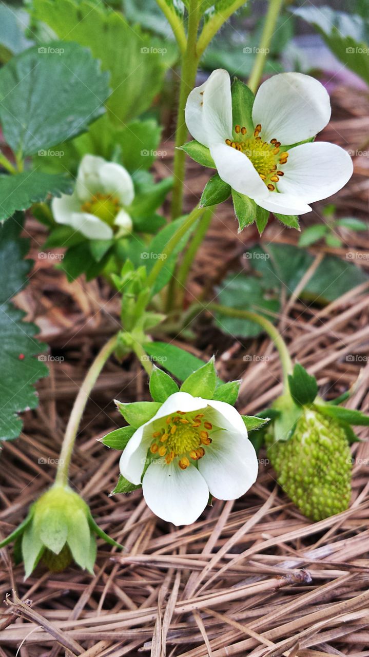 Strawberry Blossom. Fruit