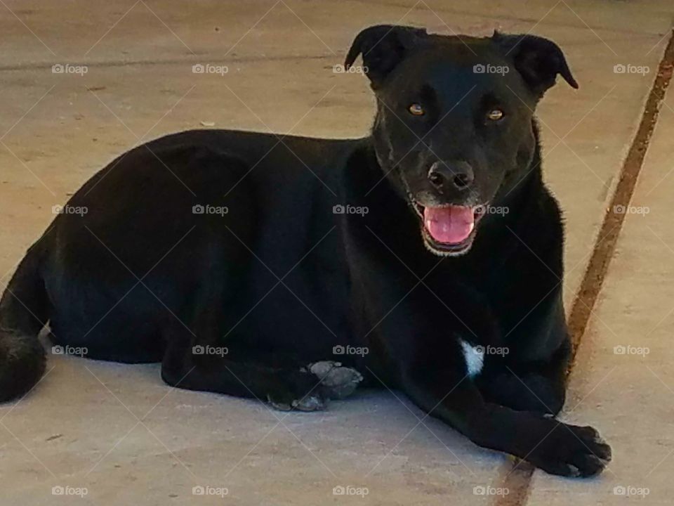 friendly black dog laying in the shade at the park