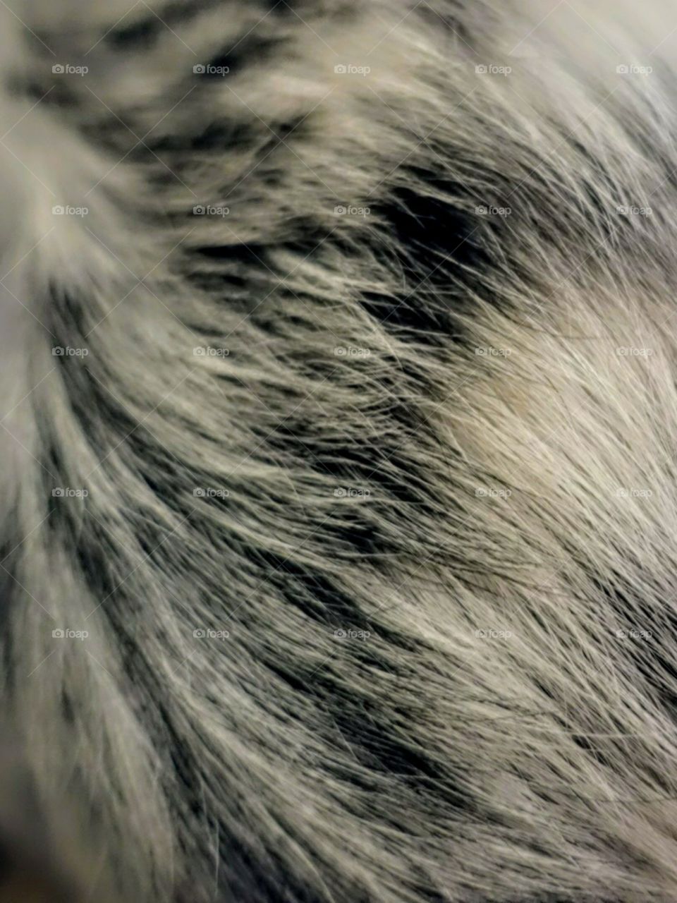 Dog fur!