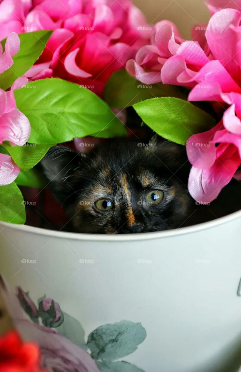 mu cat fine funny place to hide crazy cat