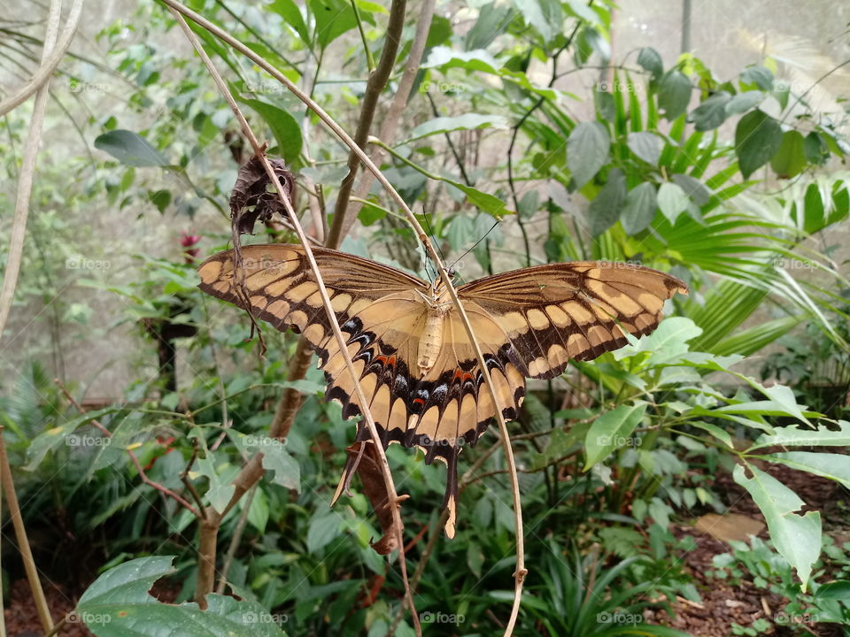 Beautiful Butterfly in the Bird Park