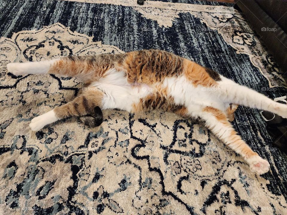 Stretchy cat