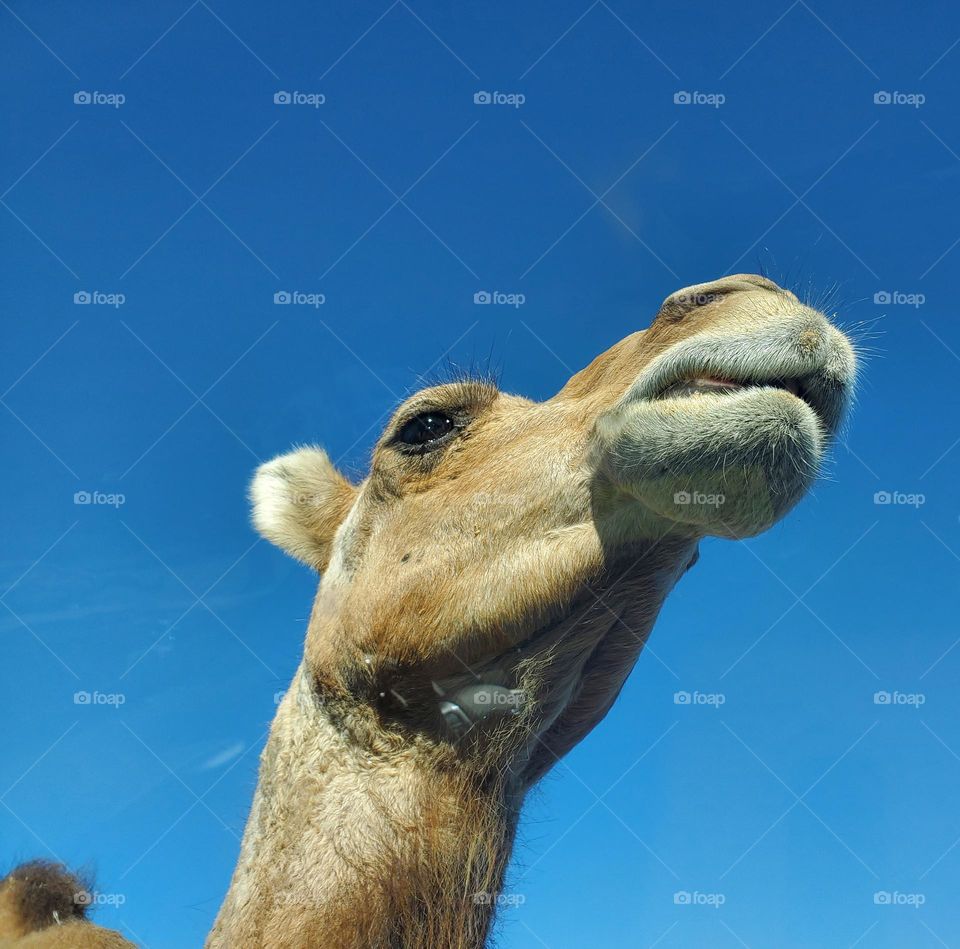 camel