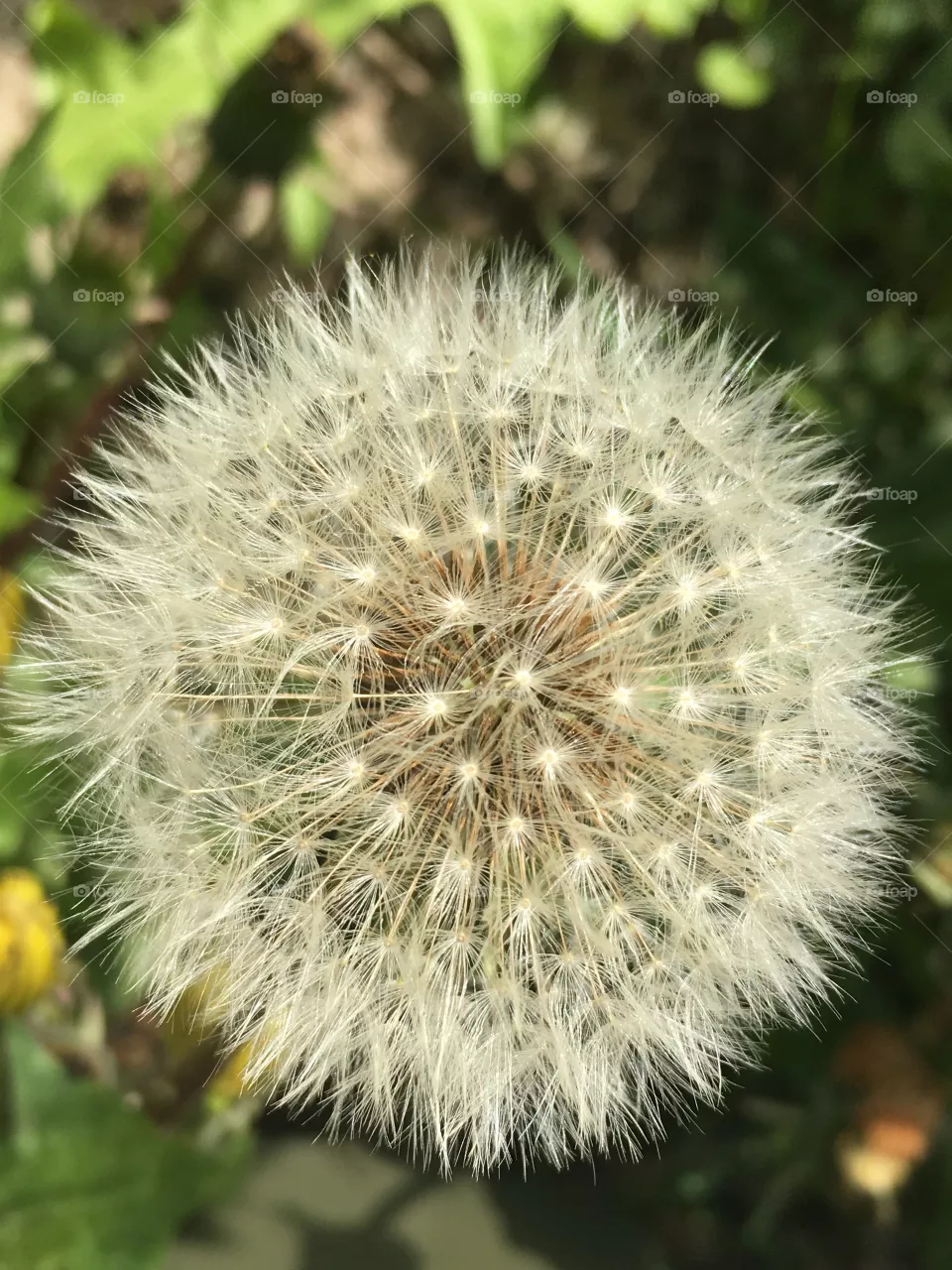 Soffione