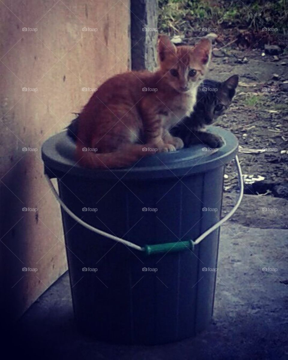 two cat sit on the trash can