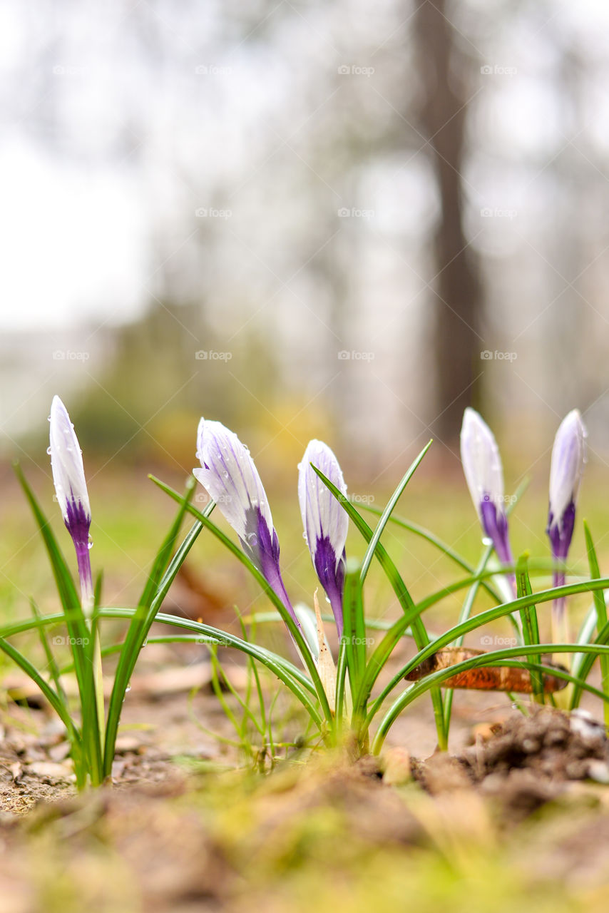 Crocus flower buds in the morning