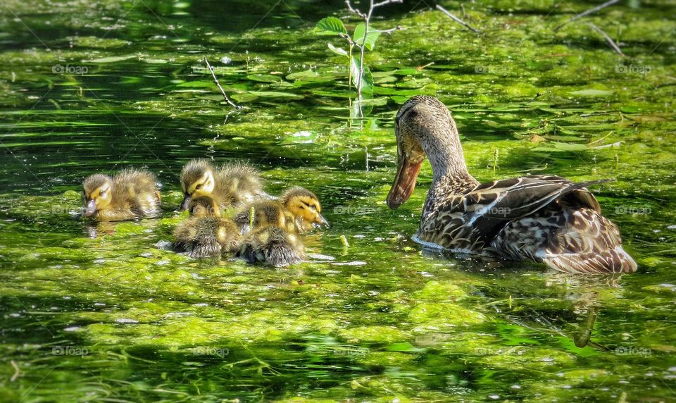 We are family.....St-Bruno de Montarville Quebec 