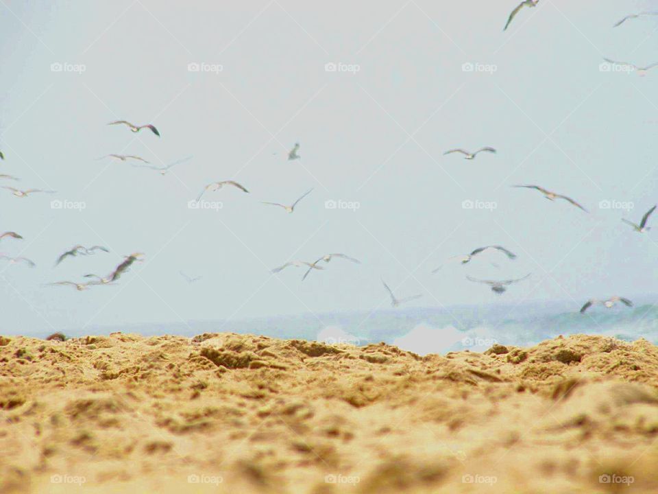 Seaguls in thr beach sand ocean sea blue water