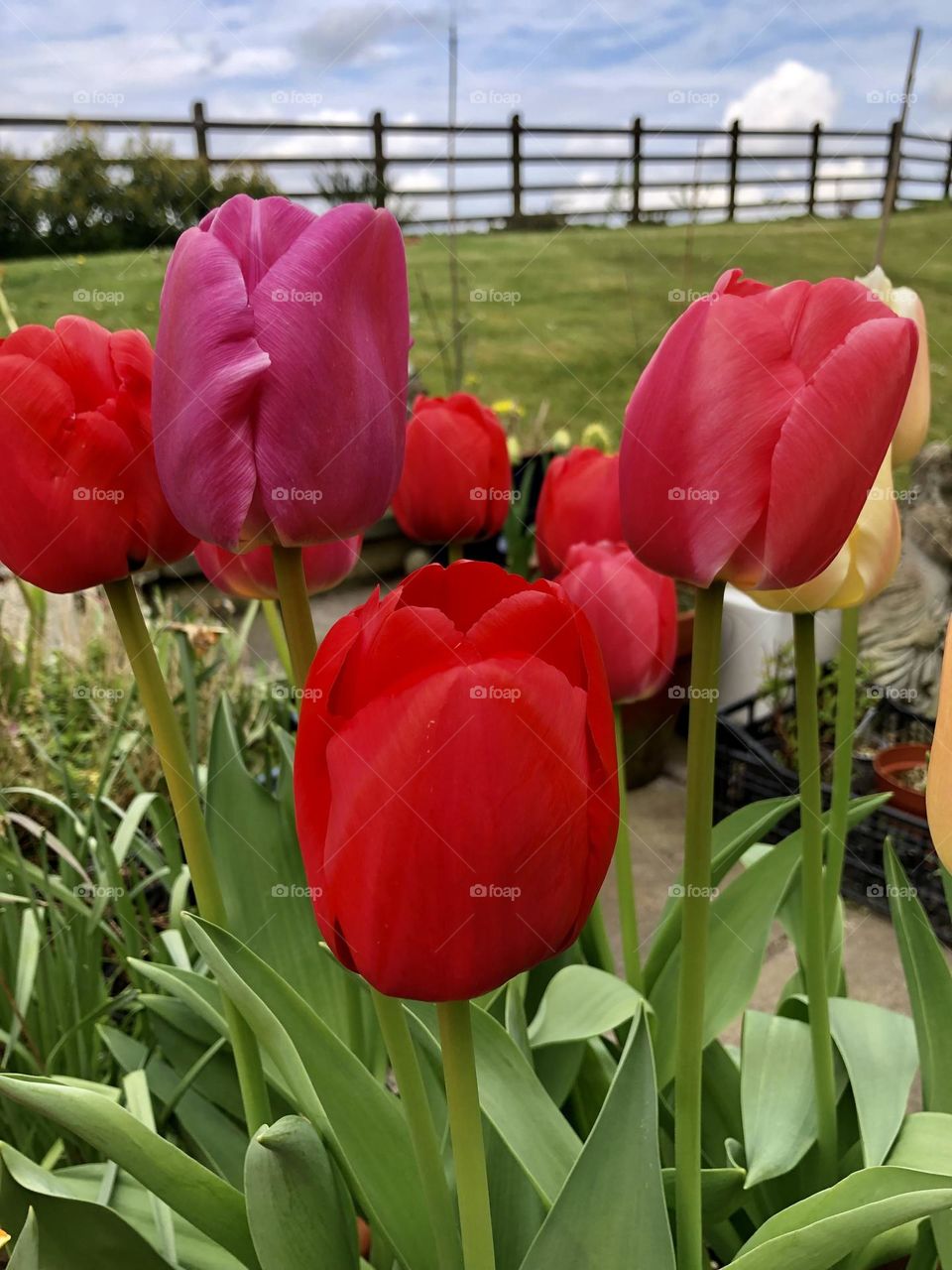 Spring tulips