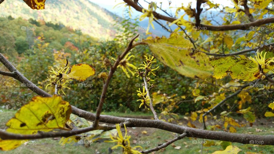 macro branch fall foliage