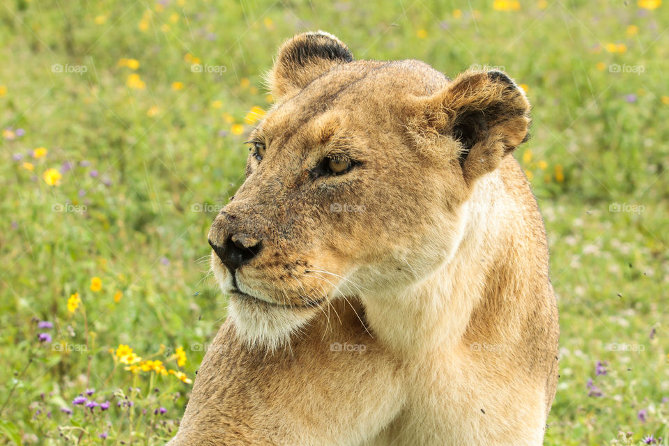 Portrait of the dominant Lioness of one of the Ngorongoro Crater prides. This was taken at the Ngorongoro Crater, Tanzania. This lioness is part of a very large pride of five breeding lionesses, a few adolescents, a dominant male and about 12-15 cubs.