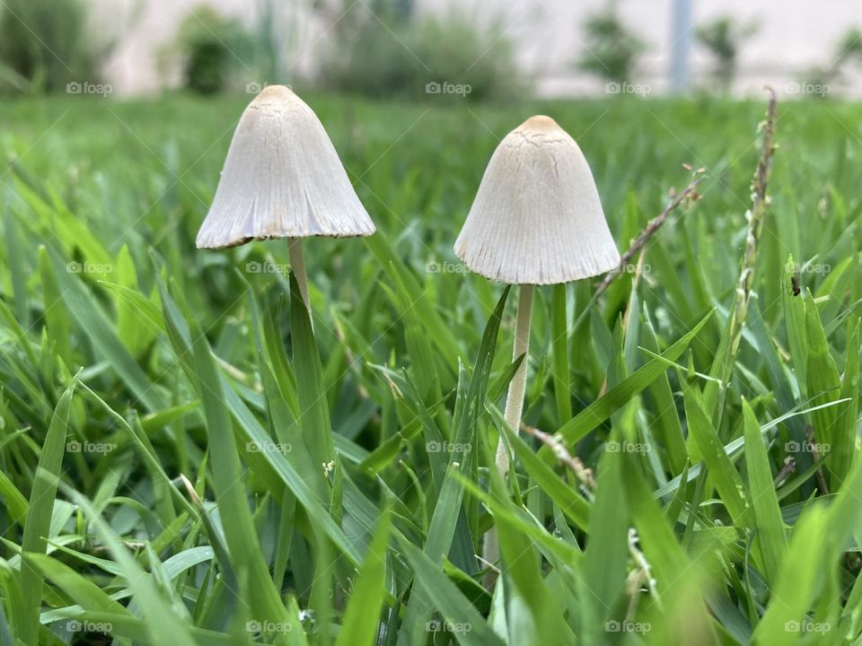 🇺🇸 Triangle-shaped mushrooms!  Long live nature and its beauty. / 🇧🇷 Cogumelos em forma de triângulo! Viva a natureza e a sua beleza. 