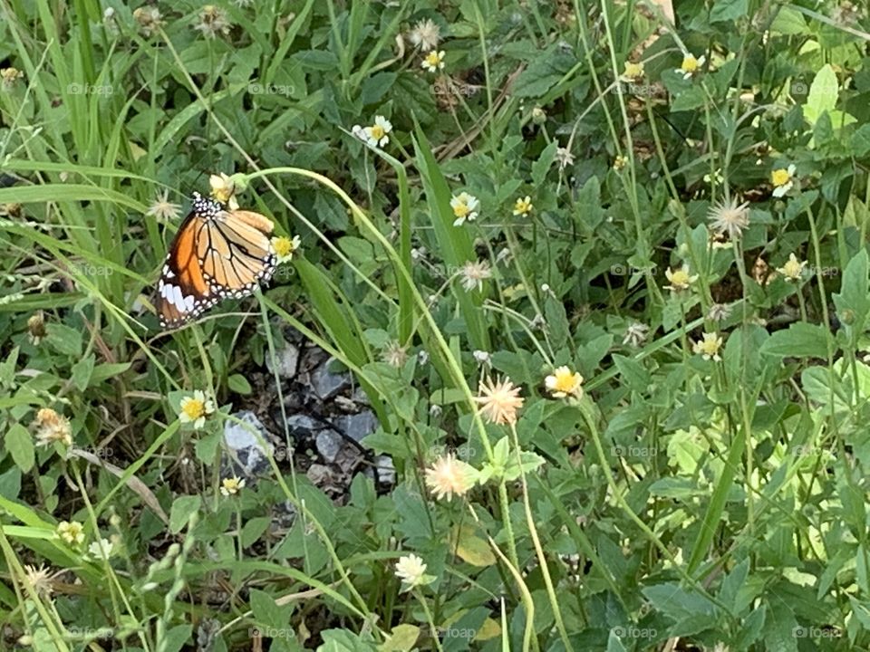 Plants around everywhere, Countryside (Thailand)
