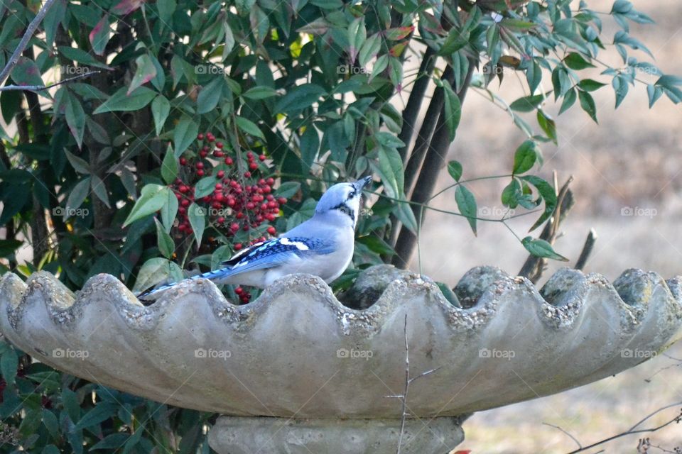 blue Jay bird bath