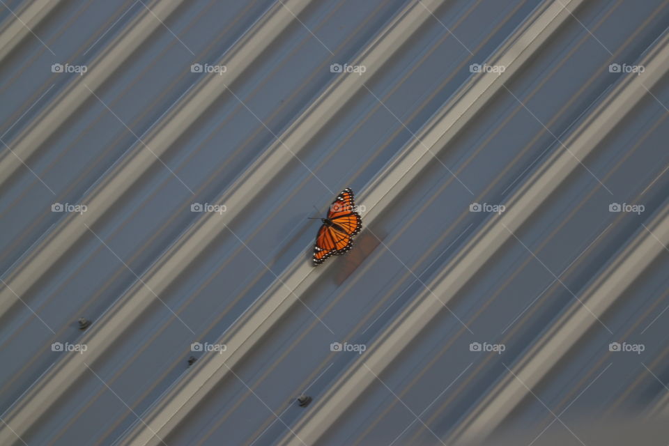 Monarch butterfly on metal roof.