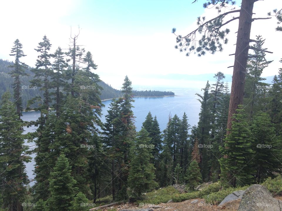 Scenic view of lake in forest