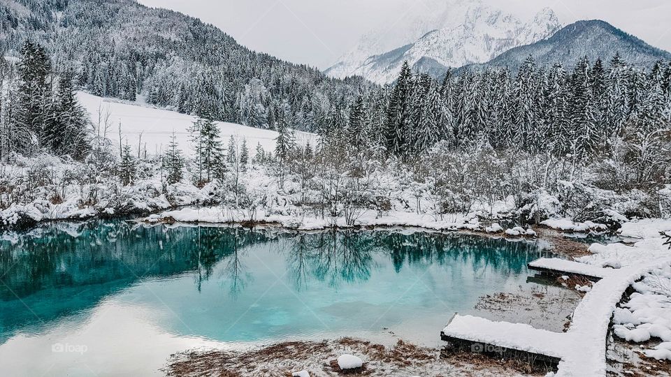 Winter landscape with turquoise lake surrounded by snowy trees and mountains at Zelenci nature reserve near Kranjska Gora in Slovenia