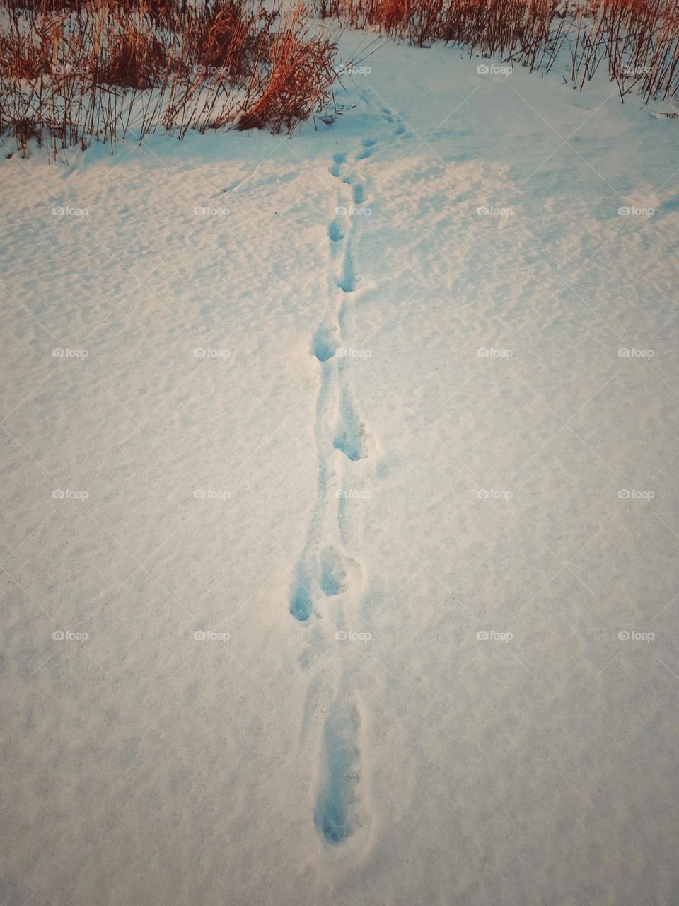 Snow Prints