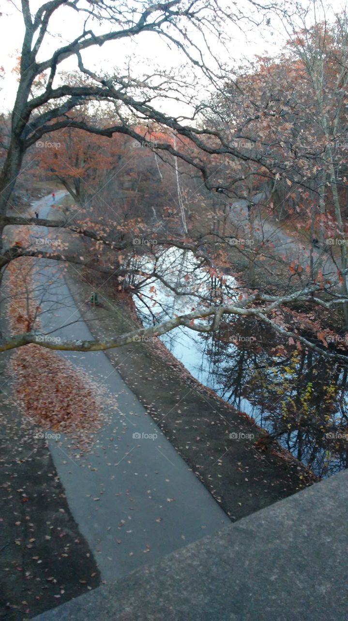 Tree, Winter, Nature, Snow, No Person