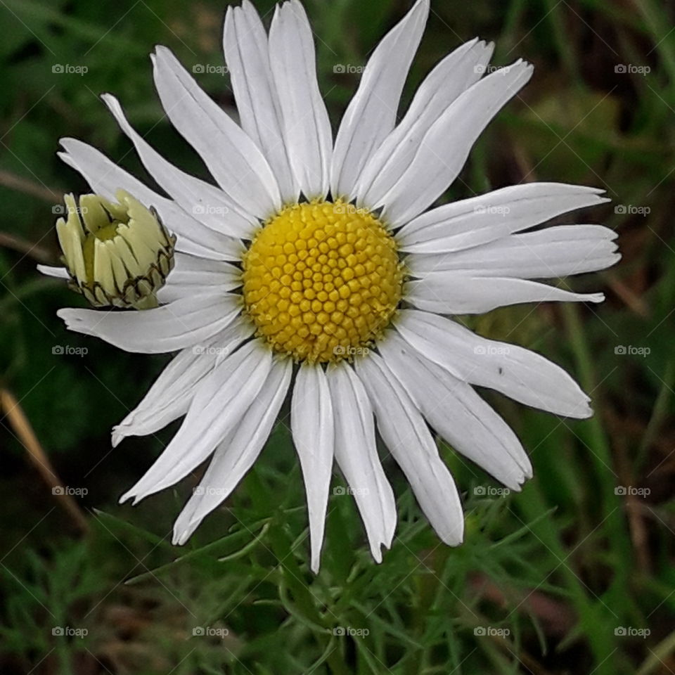 meadow flowers in autumn  - white camomile