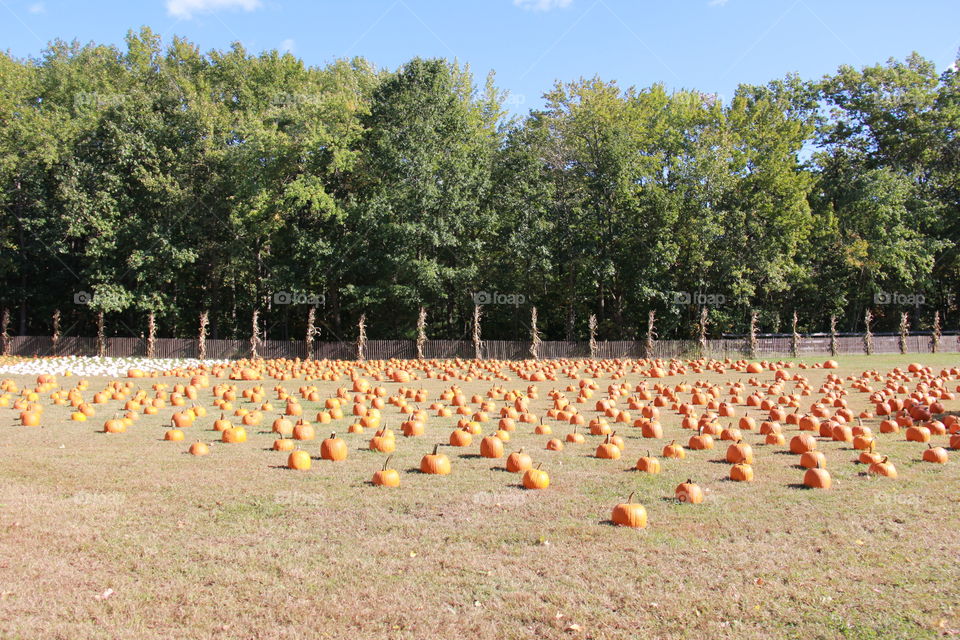 Pumpkins
