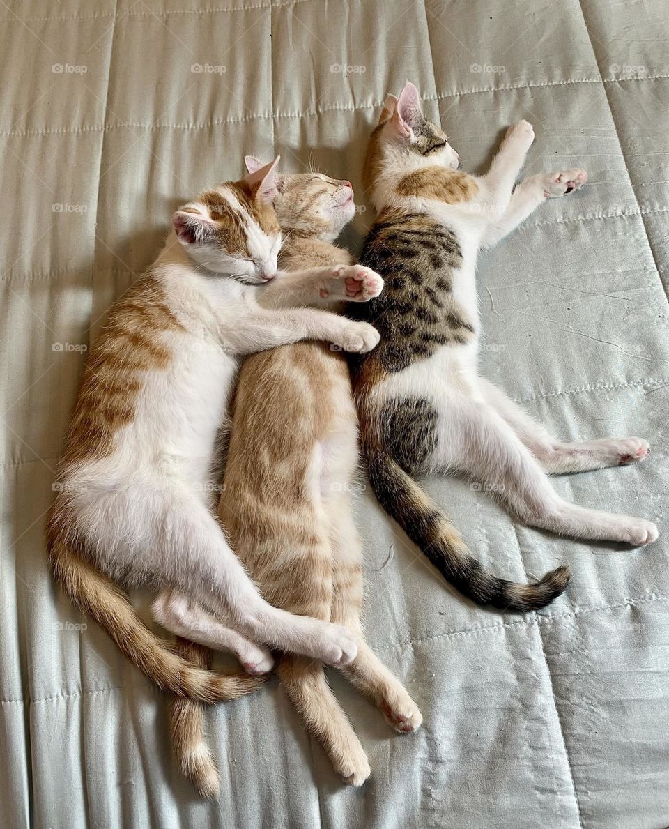 Three kittens sleeping together on a bed