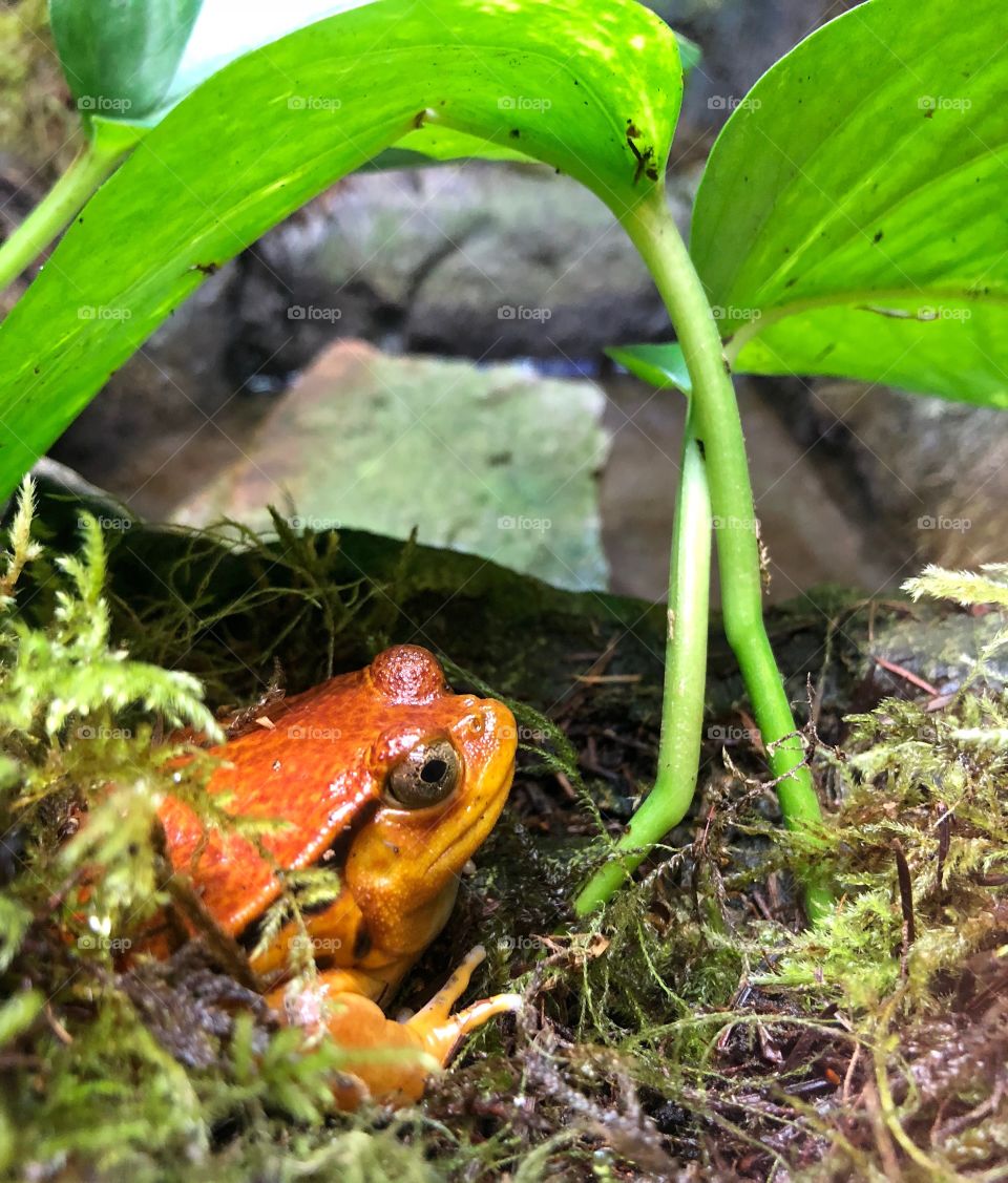 Tomato Red frog 