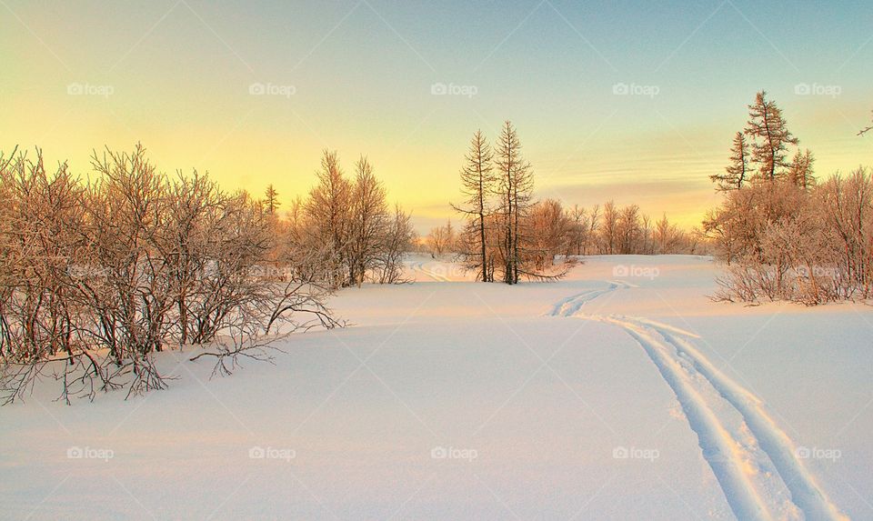 Frosty, north, clean air, cold, skiing, ski trip, winter, skiing, skiing in the forest, Arctic, silence, freshness, skiing, hunter.