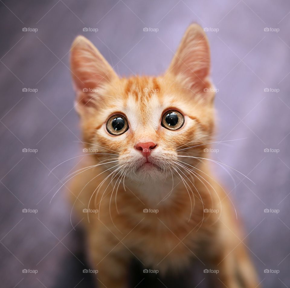 Cute ginger kitten looking in the camera