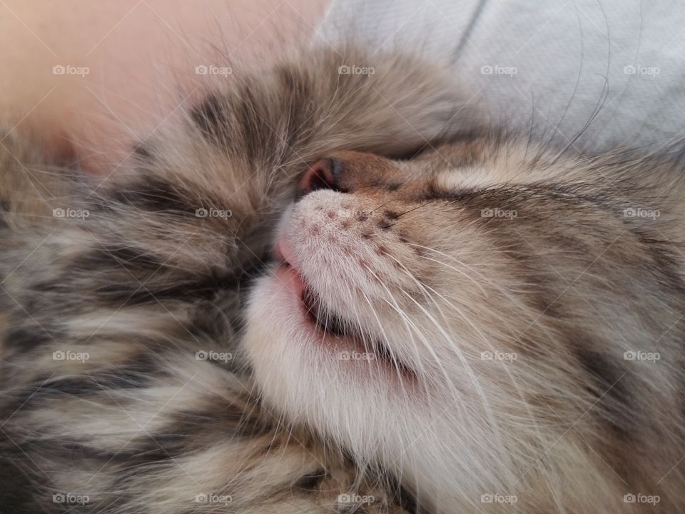 my cat sleeping on my legs with open mouth