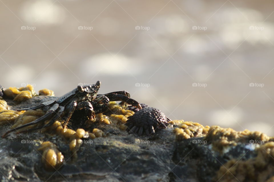 Black Crab