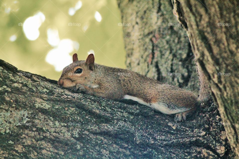 Grey squirrel resting on a tree branch