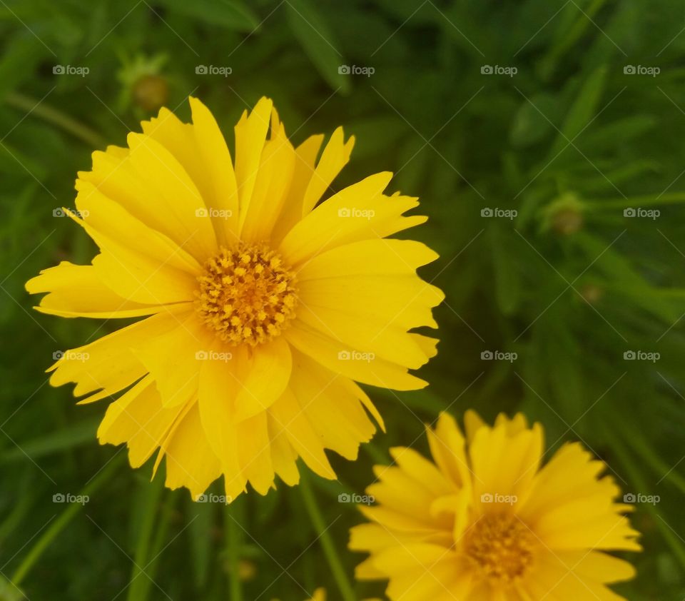 yellow summer flowers