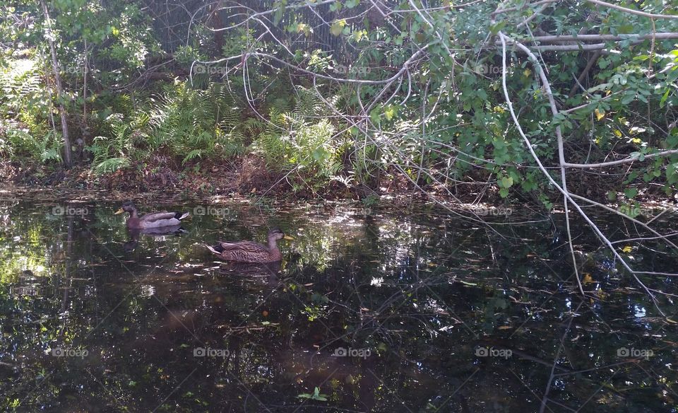 domestic ducks swimming surrounded by trees, branches and leaves.