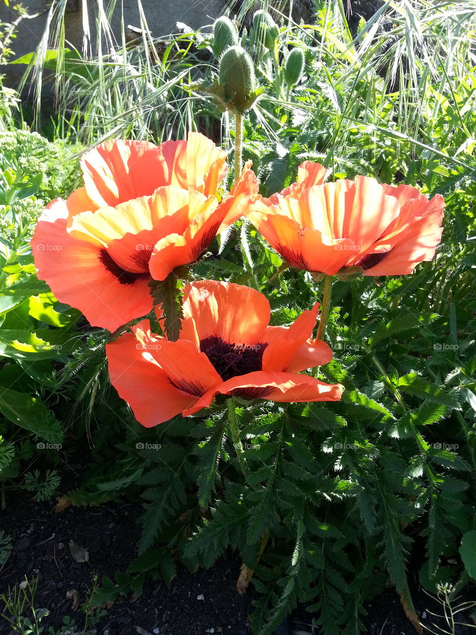Orange Poppies