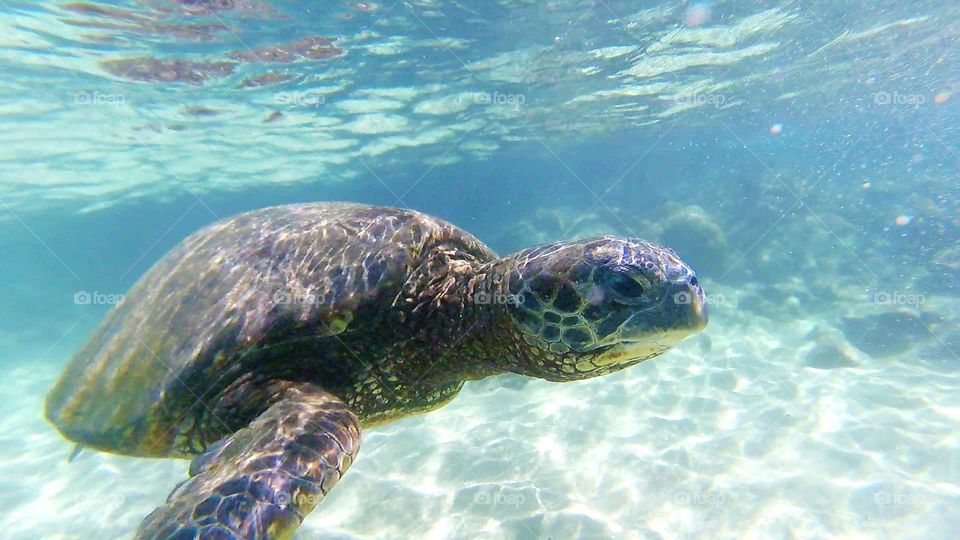 Sea Turtle underwater