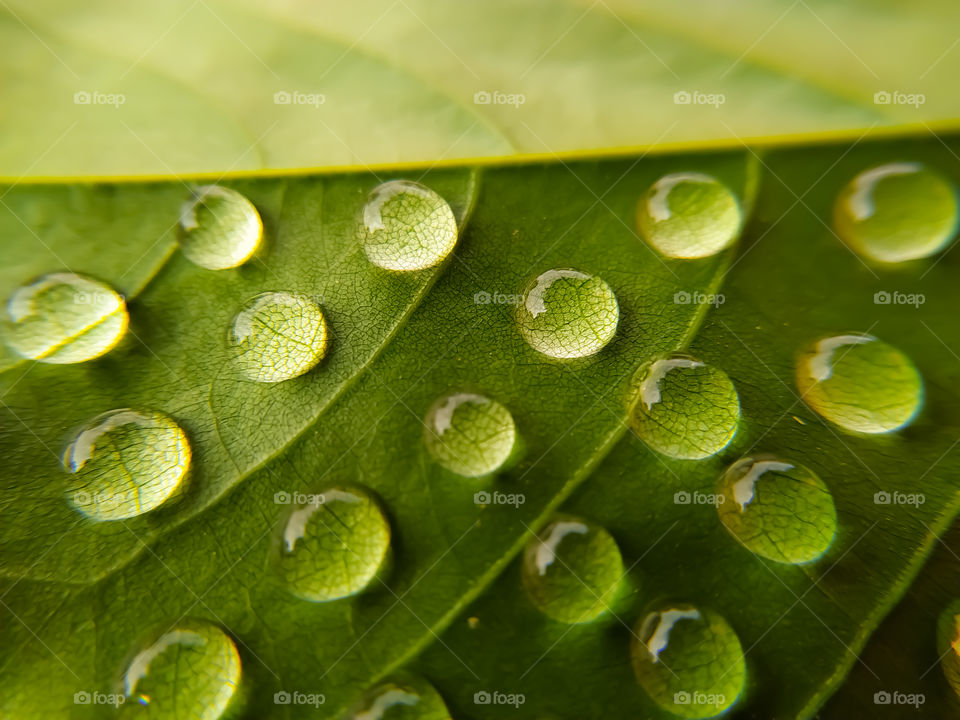 A background of water drops on a green leaf