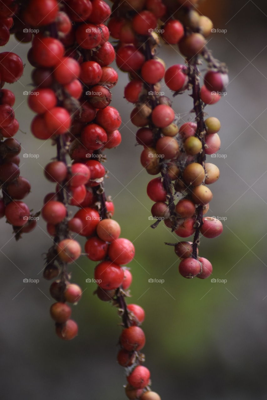 Berries on a tree