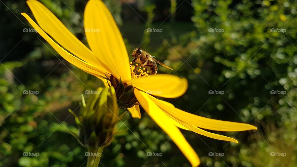 gelbe Blumenpracht
