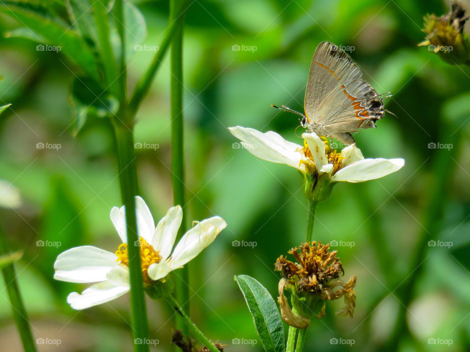 hairstreak